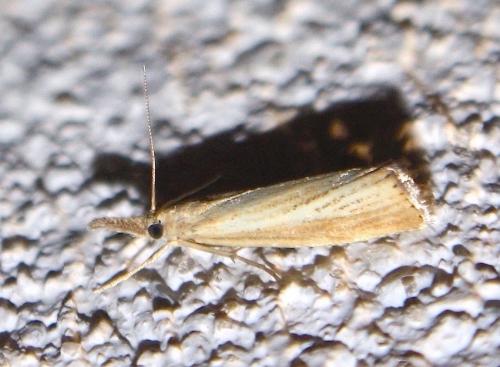 Réf. 219 174 : Agriphila straminella